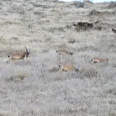 Hakkari'de koruma altındaki dağ keçileri dronla görüntülendi