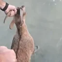 Elazığ'da baraj gölüne düşen dağ keçisini balıkçılar kurtardı