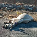 Otomobilin çarptığı at telef oldu