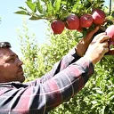 60 dönümlük elma bahçesini bu yöntemle zirai dondan korumuştu: Hasada başladı