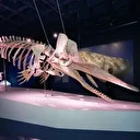 Dev balina iskeletleri İstanbul Akvaryum’da ziyaretçilerle buluştu