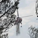 Orman yangınının en acı manzarası böyle görüntülendi