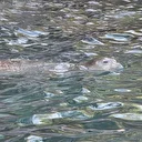 Fethiye'de nesli tükenme tehlikesindeki Akdeniz foku görüntülendi
