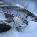 Les exportations de saumon norvégien plombées par les droits de douane américains