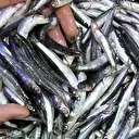 Trabzon’da usulsüz hamsi çıkışına 37 bin lira para cezası uygulandı