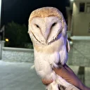 Peçeli baykuş koruma altına alındı