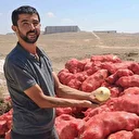 Çuvallar dolusu tonlarca kuru soğan boş bir araziye atıldı: Tarım ve Orman Müdürlüğü inceleme başlattı