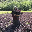 Arapgir'in Kozluk Çayı Vadisi'nde hasat başladı: İki coğrafi işaretli ürün çiftçinin yüzünü güldürdü