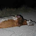 Yola çıkan hayvanlara otobüs ve jip çarptı: 3 inek telef oldu