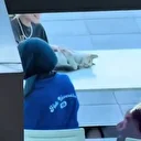 Kedi ve öğrencilerin sıra dışı oyunu