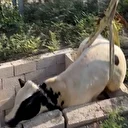 Adana'da kuyuya düşen inek kurtarıldı