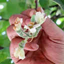 Gümüşhane’de mevsimi şaşıran elma ağacı eylül ayında çiçek açtı