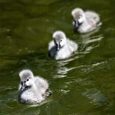 Kuğulu Park'ın yavru sakinleri suyla buluştu