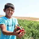 Dünya Kahramanmaraş biberine hayran: Coğrafi işaretli üründe önce hasat sonra kurutma yapılacak