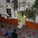 Kesmeye kıyamadıkları zeytin ağacı herkesi şaşırttı