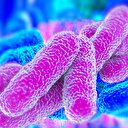 2 milyar insan verem mikrobu taşıyor