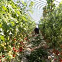Tarlada 1, markette 5 lira