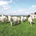 Al hibeyi ver himmeti