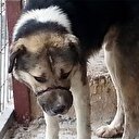 Köpeğe ipli vahşet