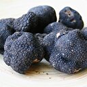 Gizemli mantar için ilk tarih