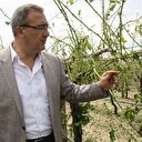 Alaşehir’de bağları dolu vurdu