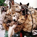 Köpek eti festivali'ne tepki yağıyor