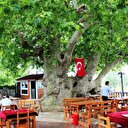 Bu ağaç Osmanlı'dan daha yaşlı