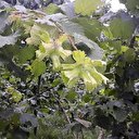 Fındık rekoltesi açıklandı