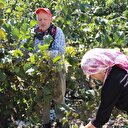 Fındık hasadında işçi ücretleri belirlendi