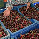 Bu kiraz kraliçe sofrasının baş tacı