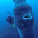 Dev balık dalgıçları hayrete düşürdü