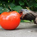 Kaplumbağa domates yemeye çalışırsa