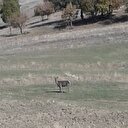 Kızıl geyik göründü