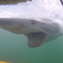 Köpek balığının saldırısına uğrayan dalgıç