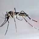 Brezilya'da 220 bin asker sivrisineklerle savaşacak