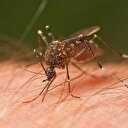 Zika virüsü nedir?