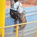 Leopar okulu bastı: 6 yaralı