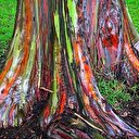 Dünyanın en ilginç ağacı "Gökkuşağı Ağacı"