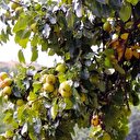 Doğal Antibiyotik: Posof Armudu