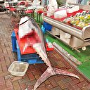 Orkinosun midesinden çıkanlar esnafı şaşırttı