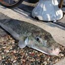 Ege'de balon balığı tehdidi