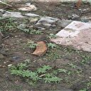 Teröristlerin kullandığı evin bahçesinden çıktı