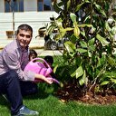 Kol nakli olan Mustafa manolya ağacı dikti