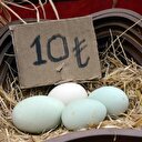 Bu yumurtaların tanesi 10 lira