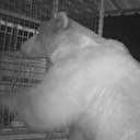 Trabzon'da arı kovanlarına ayı saldırısı kamerada