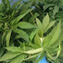 75'lik dede saksıda esrar yetiştiriyor