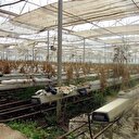 Serada kenevir yetiştirmişler