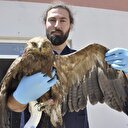 Nesli tükenen kartalı vurdular