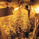 Ev değil esrar tarlası