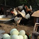 Bu tavuklar yeşil yumurtluyor